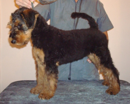little miss star 11veckor