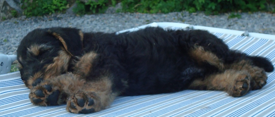 Frizzy gran torino